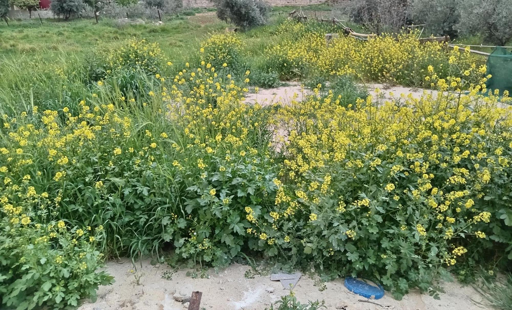 Emile Altwal Madaba Hotel Exterior photo